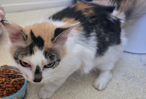 CHRISSY - Domestic Medium Hair available for adoption