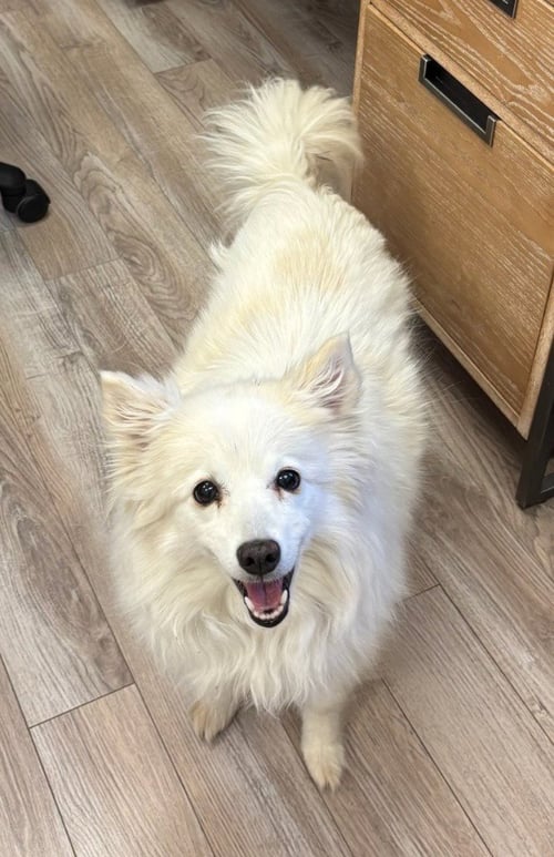 AKINO - American Eskimo Dog available for adoption