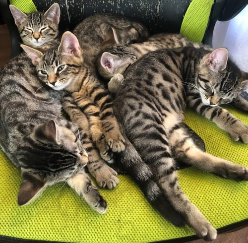 FRICK FKA COBRA (GREEN) - Domestic Short Hair available for adoption