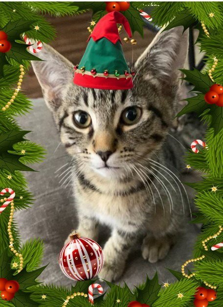 FRICK FKA COBRA (GREEN) - Domestic Short Hair available for adoption