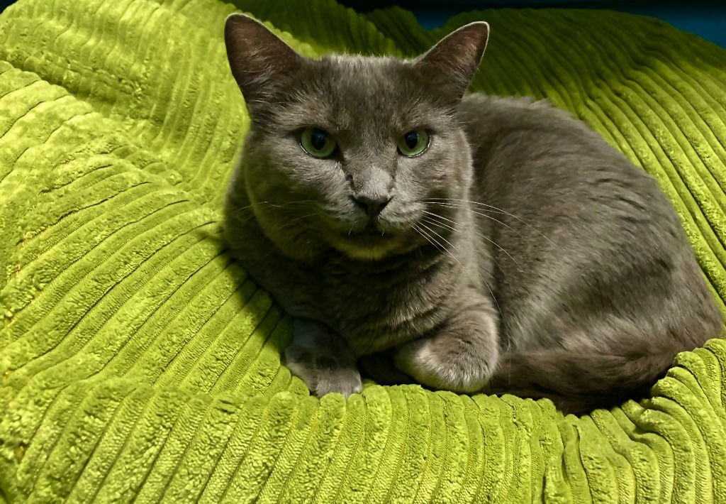 CHIKTU - Domestic Short Hair available for adoption