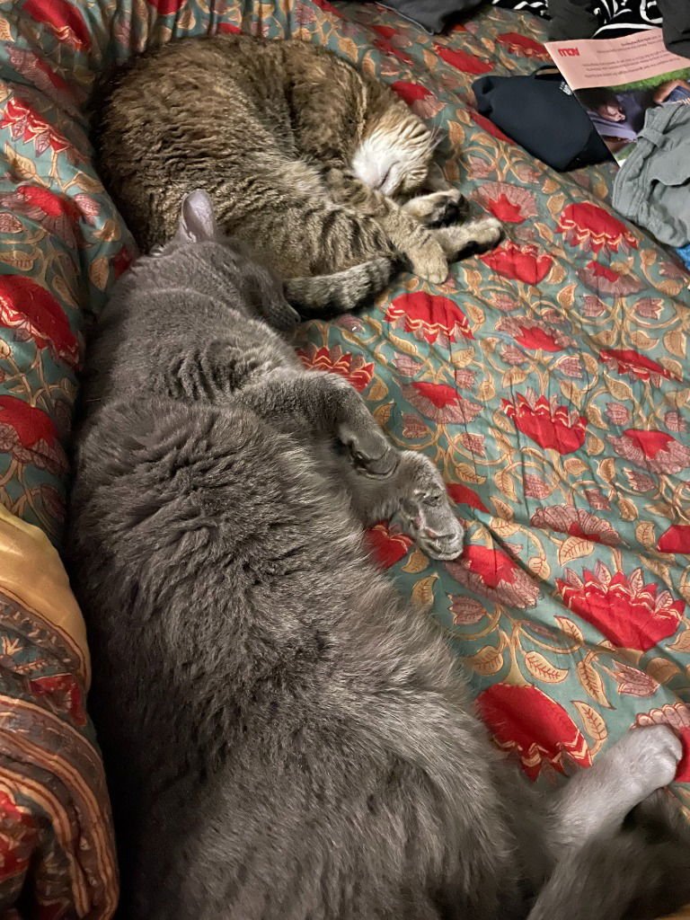 CHIKTU - Domestic Short Hair available for adoption