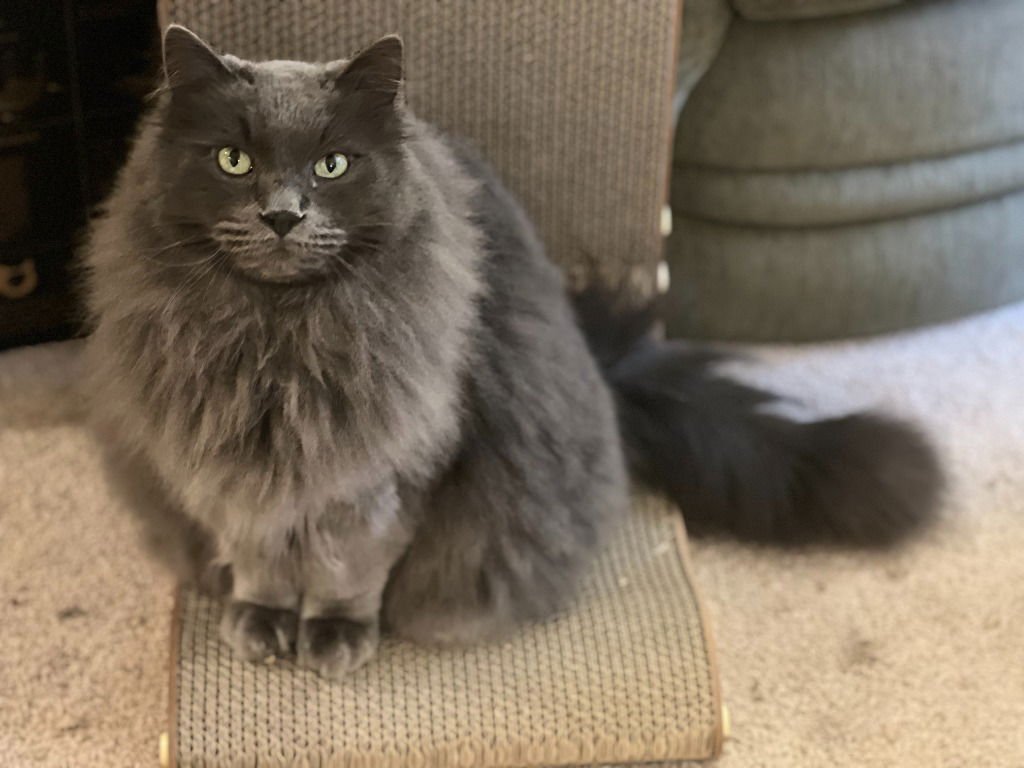 FILI - Domestic Long Hair available for adoption