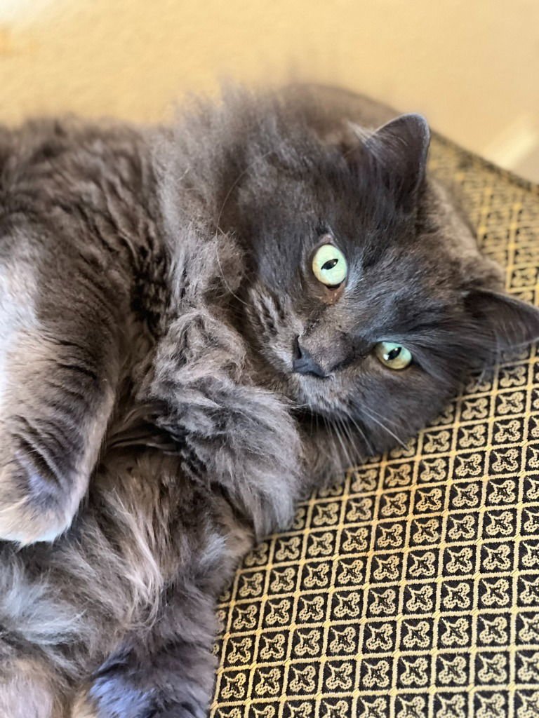 FILI - Domestic Long Hair available for adoption