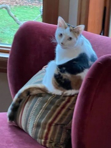 TILLY - Domestic Short Hair available for adoption