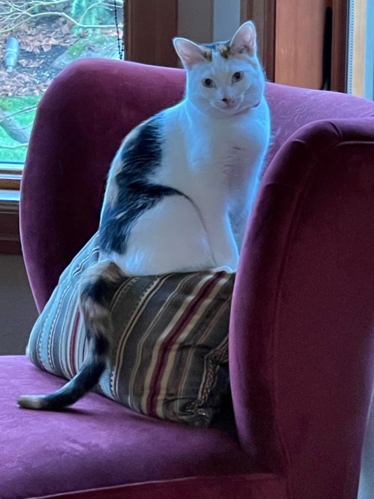 TILLY - Domestic Short Hair available for adoption