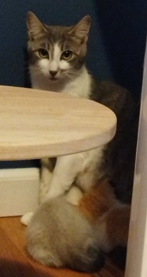 JUSTICE (SEMI FERAL) (BARN CAT) - Domestic Short Hair available for adoption