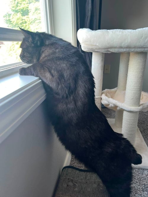 BOBBY - Domestic Short Hair available for adoption
