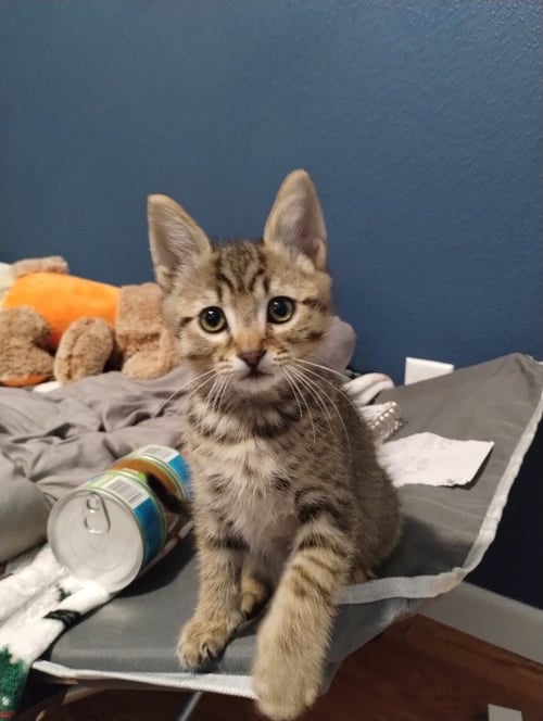 DUFFY (BROWN) - Domestic Short Hair available for adoption