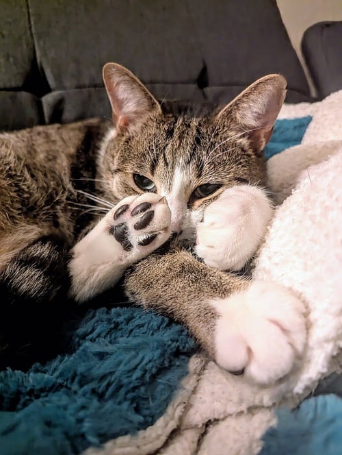 CASPER - Domestic Short Hair available for adoption