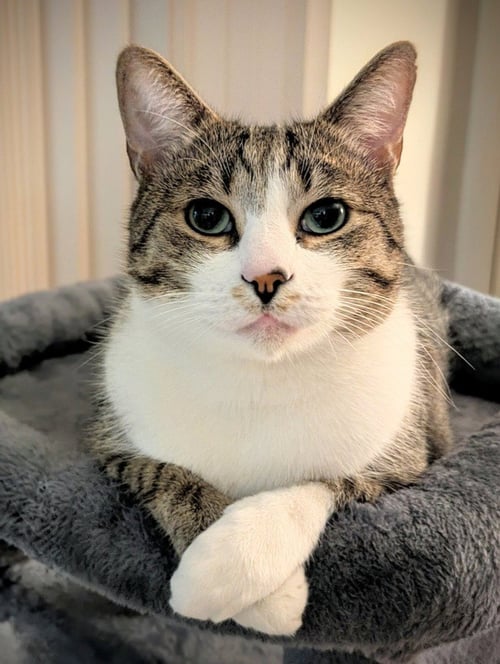 CASPER - Domestic Short Hair available for adoption