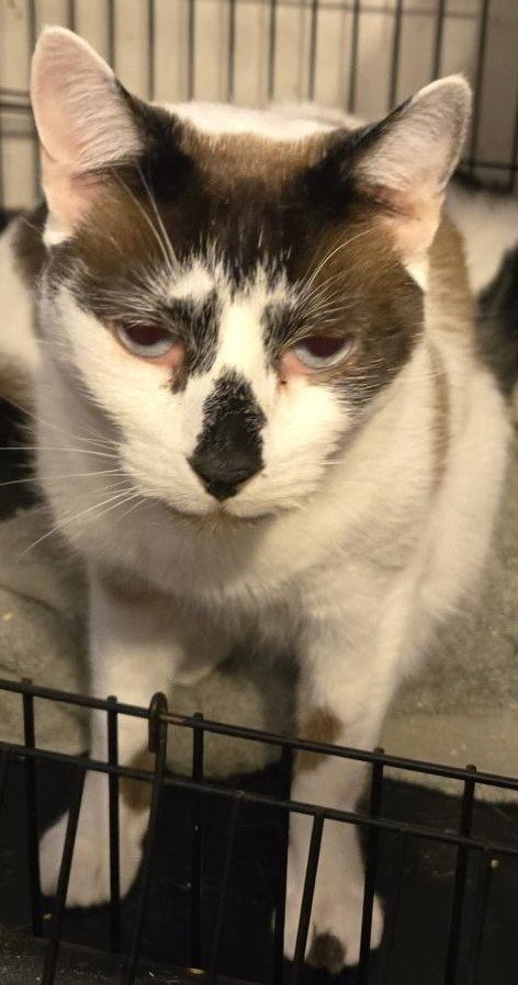RODEO - Domestic Short Hair / Siamese available for adoption