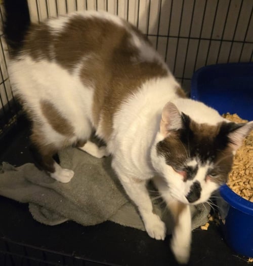 RODEO - Domestic Short Hair / Siamese available for adoption