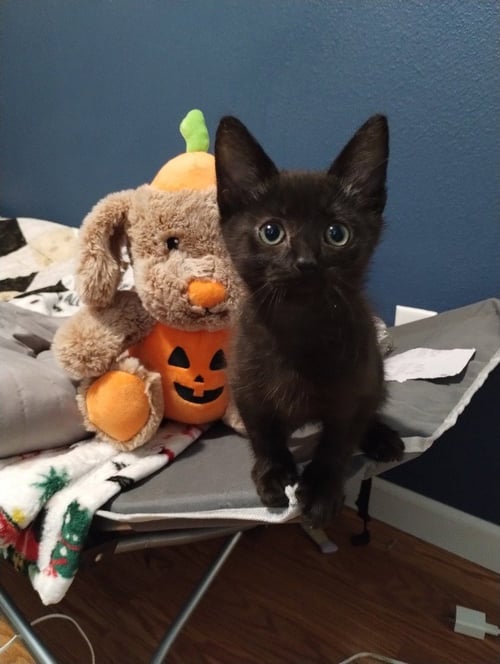 RAVEN (GREEN) - Domestic Medium Hair available for adoption