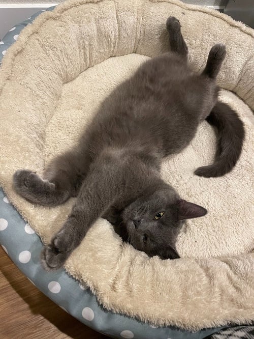 DUCKY - Domestic Short Hair available for adoption