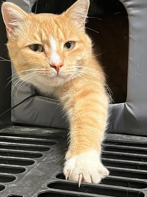 LIZZY - Domestic Short Hair available for adoption