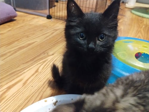 PHANTOM (WHITE) - Domestic Medium Hair available for adoption