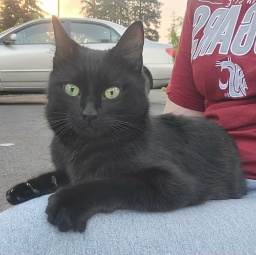 SHURI - Domestic Short Hair for adoption in Gresham