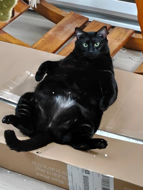 HAZE - Domestic Short Hair available for adoption