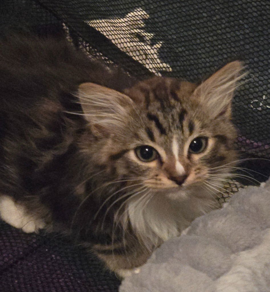 SILVER L/ BARN CAT - Domestic Medium Hair available for adoption