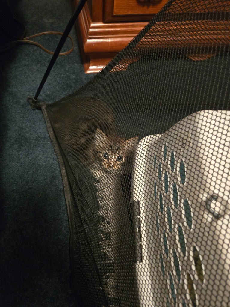 SILVER L/ BARN CAT - Domestic Medium Hair available for adoption