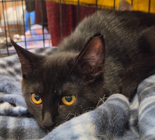 RACHEL - Domestic Short Hair for adoption in Vancouver