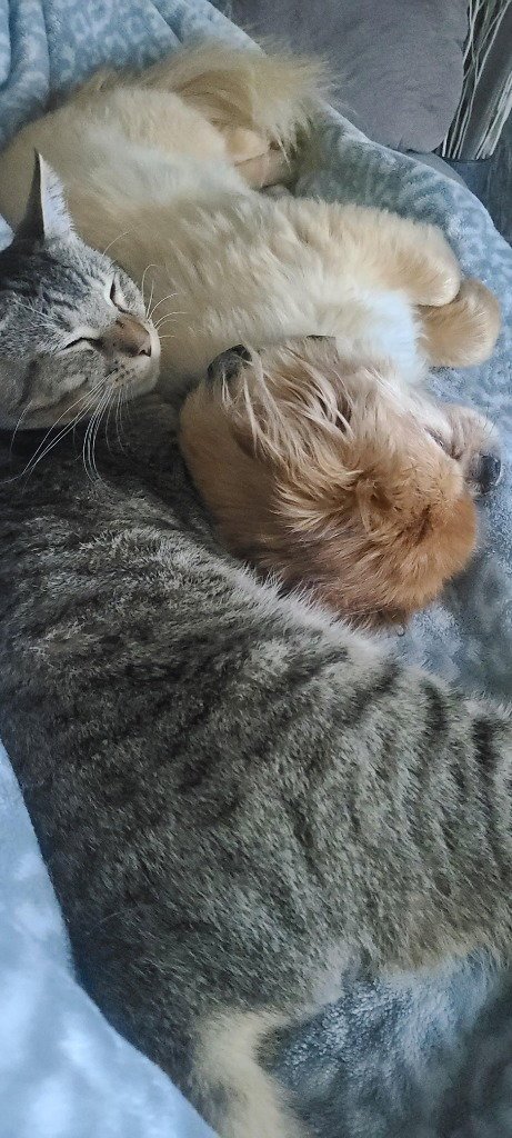 SKETTI - Domestic Short Hair available for adoption