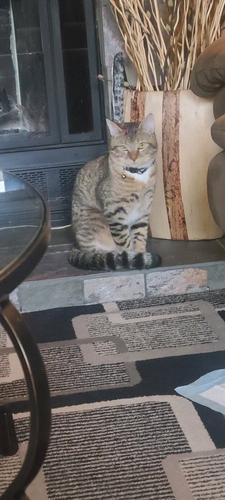 SKETTI - Domestic Short Hair available for adoption
