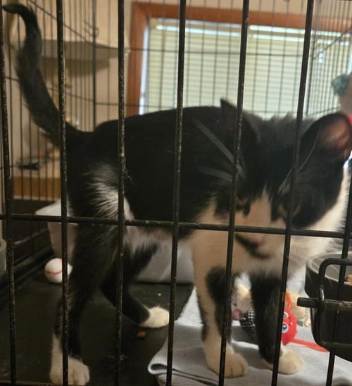SASSY - Domestic Medium Hair available for adoption