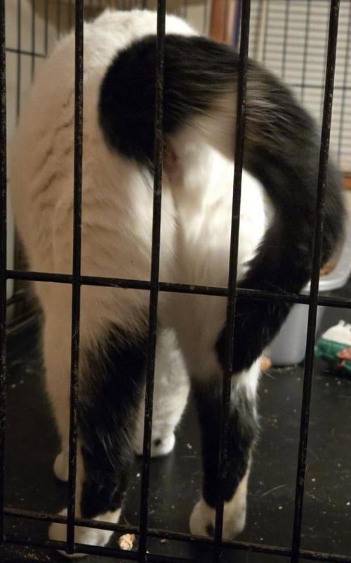 WILLOW - Turkish Van / Domestic Short Hair available for adoption