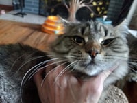 Pepper LG - Photo 2