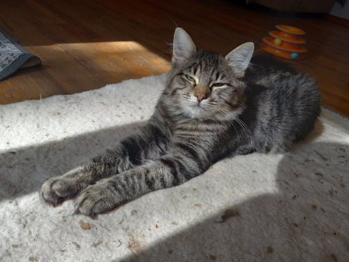 PEPPER LG - Domestic Medium Hair available for adoption