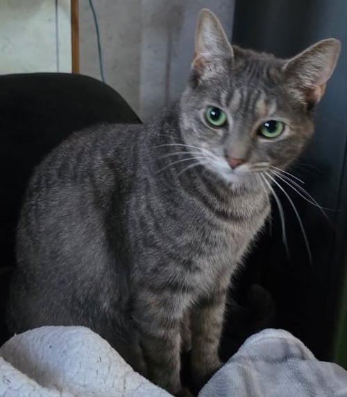 SOFIA - Domestic Short Hair for adoption in Vancouver