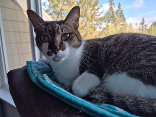 ROMEO - Domestic Short Hair available for adoption