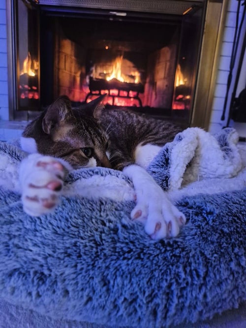 ROMEO - Domestic Short Hair available for adoption