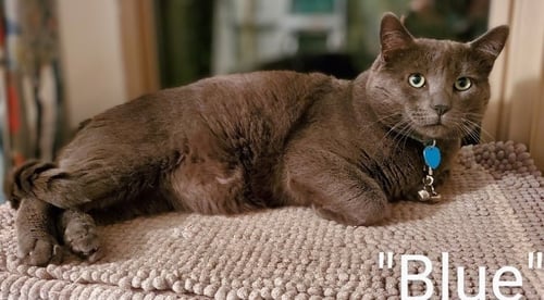 EG - BLUE - Domestic Short Hair / Russian Blue available for adoption