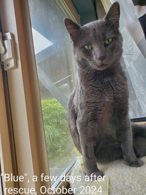 EG - BLUE - Domestic Short Hair / Russian Blue available for adoption