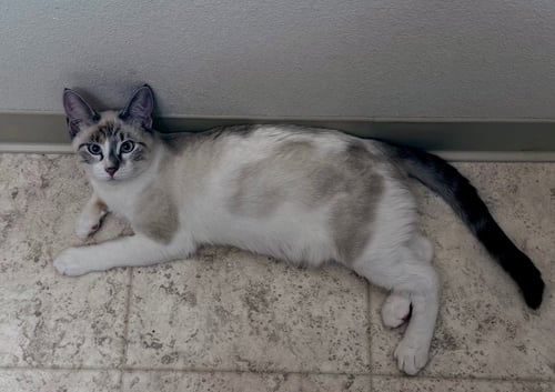 VPM-CHILI - Domestic Short Hair available for adoption
