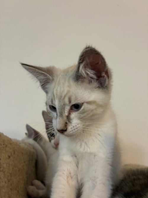 VPM-CHILI - Domestic Short Hair available for adoption