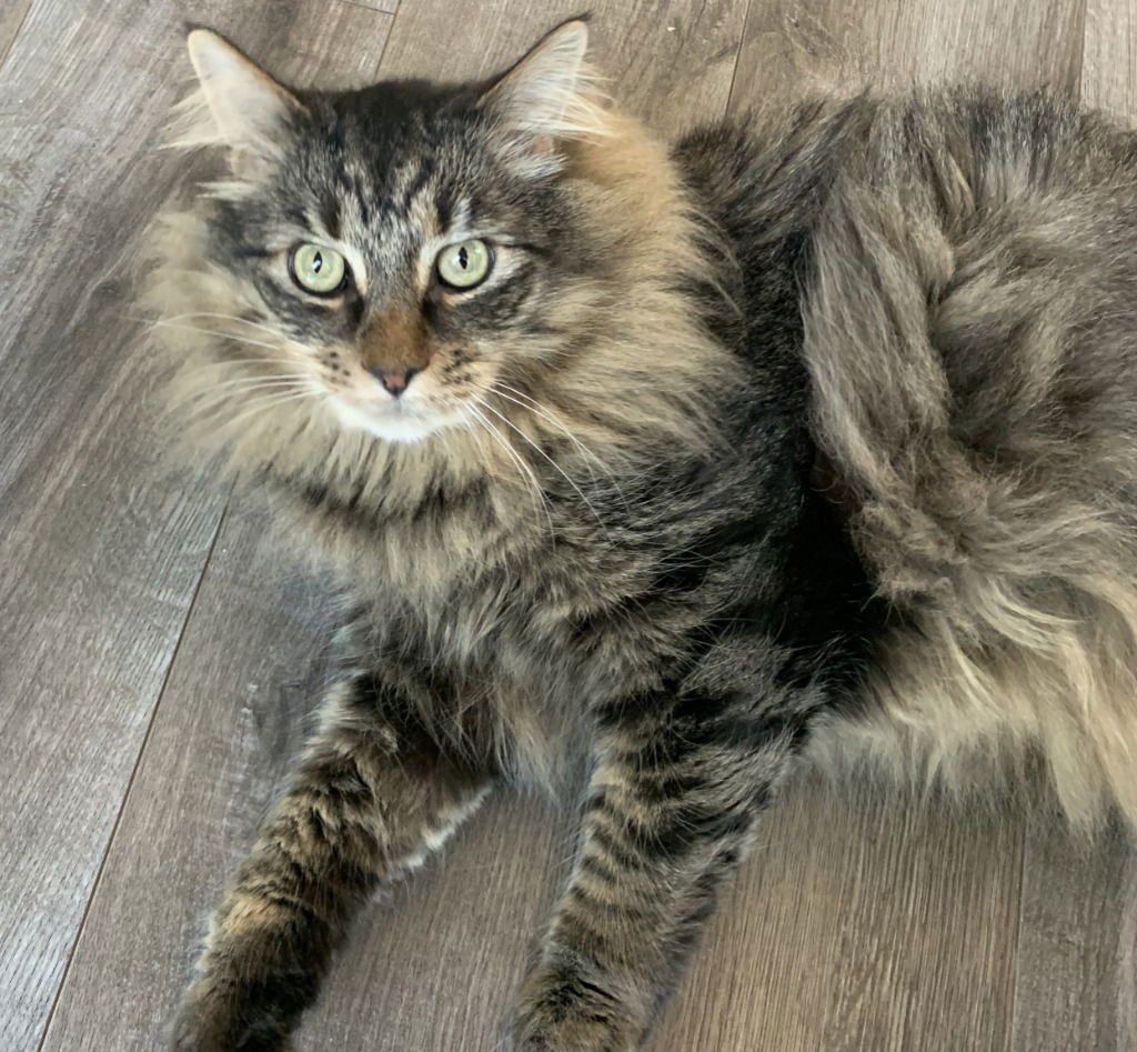 WINSTON - Domestic Medium Hair available for adoption