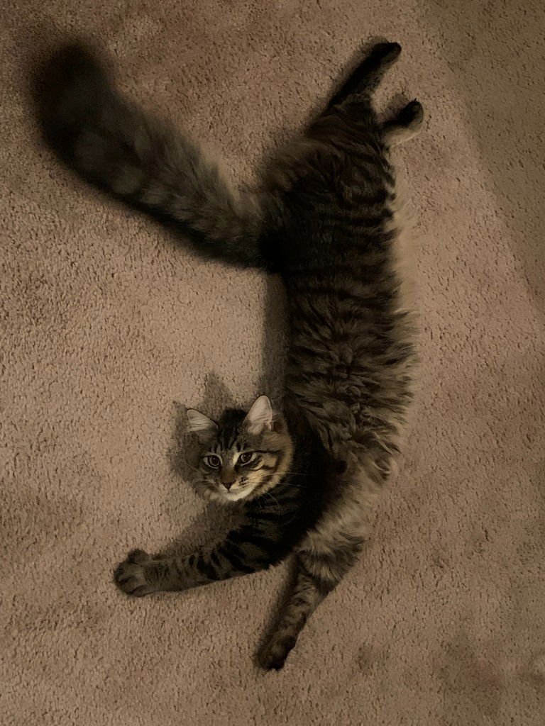 WINSTON - Domestic Medium Hair available for adoption