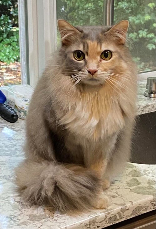 CH - LUCY - Domestic Long Hair available for adoption