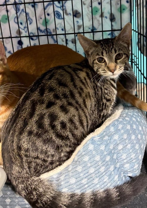 BELLA - Domestic Short Hair available for adoption