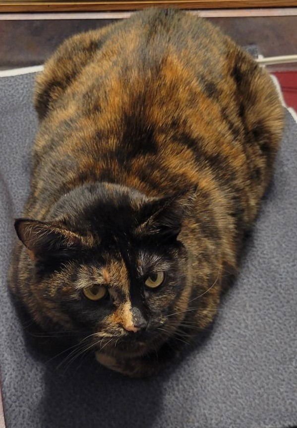 PERSEPHONE - Domestic Short Hair available for adoption