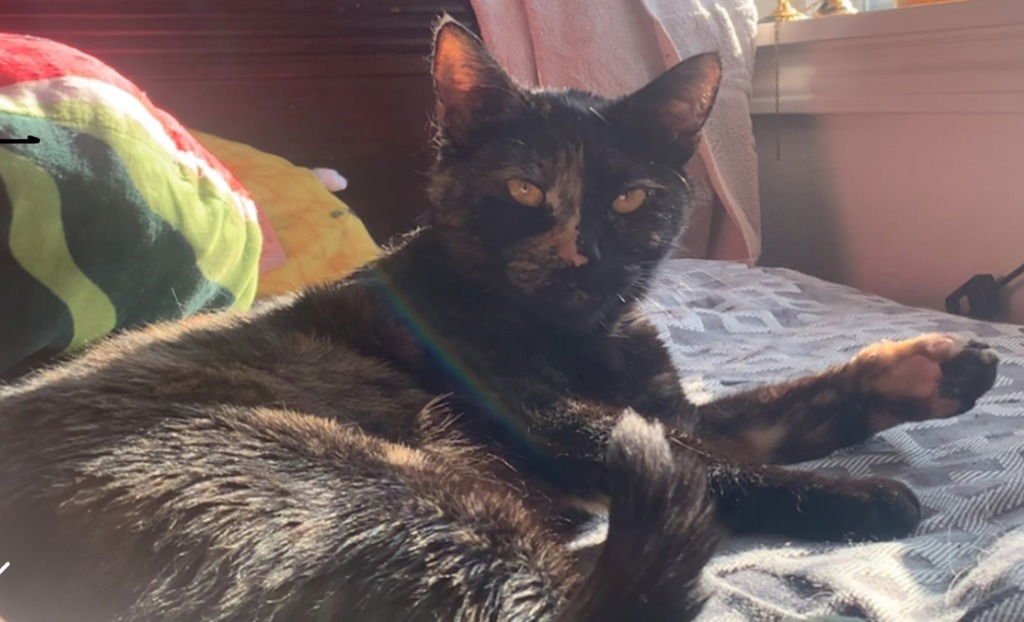 PERSEPHONE - Domestic Short Hair available for adoption