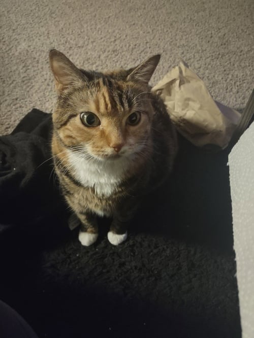 GIAVANNA - Domestic Short Hair available for adoption
