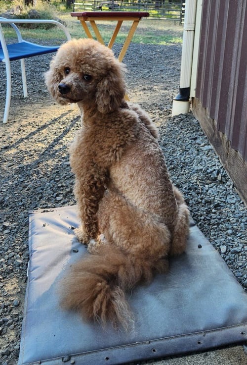 COOPER - Golden Retriever for adoption in Beaverton