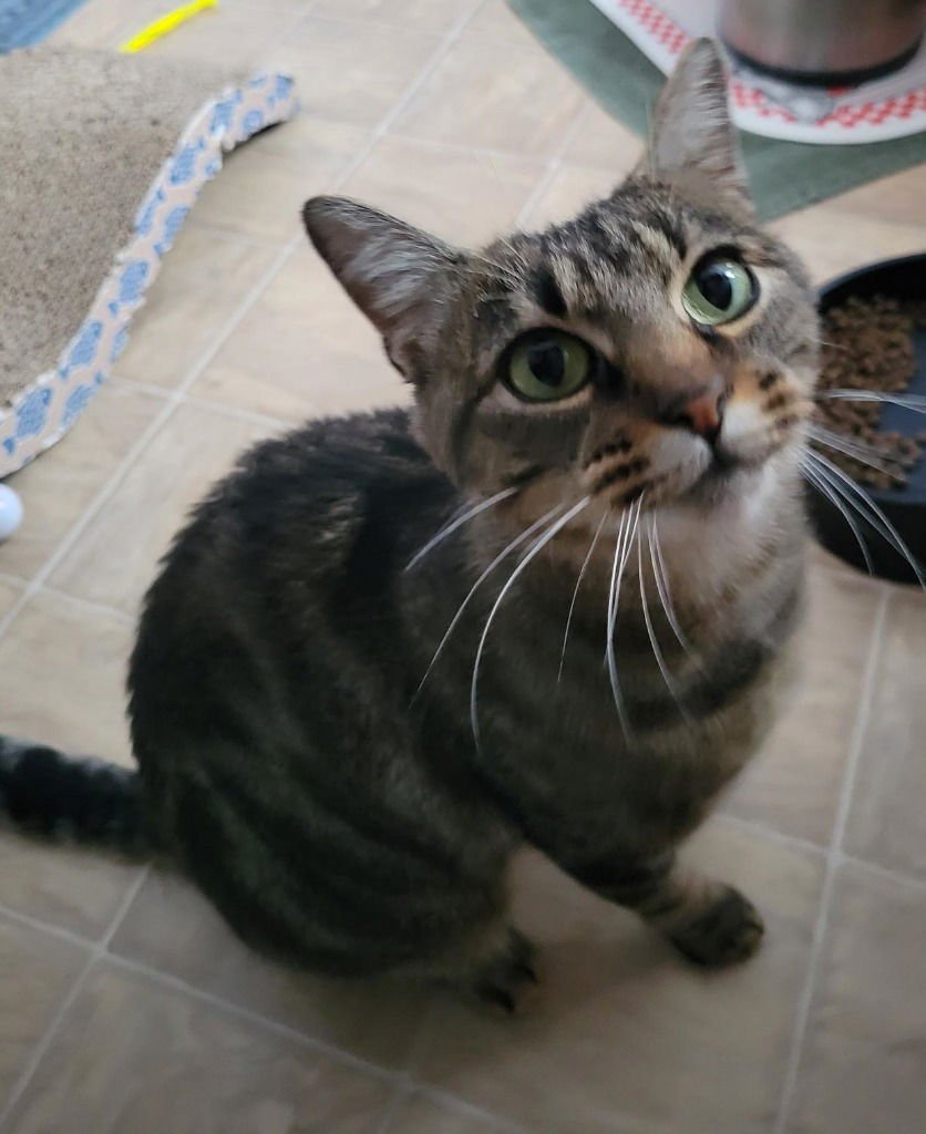 LOLA - Domestic Short Hair available for adoption