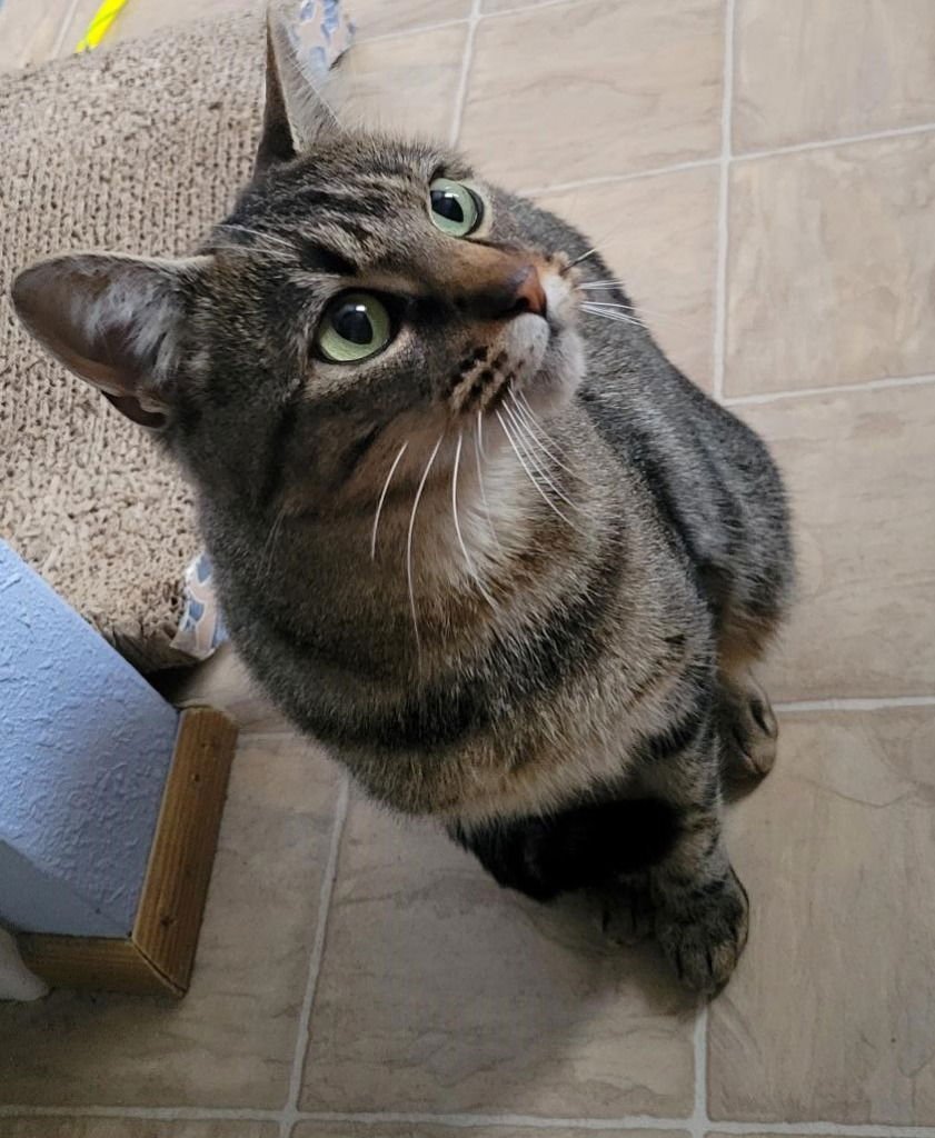 LOLA - Domestic Short Hair available for adoption