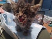 Gizmo (Orange) - Photo 2
